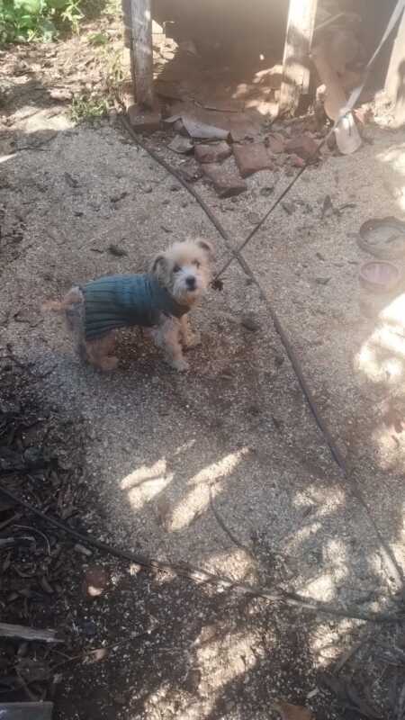 perros 6