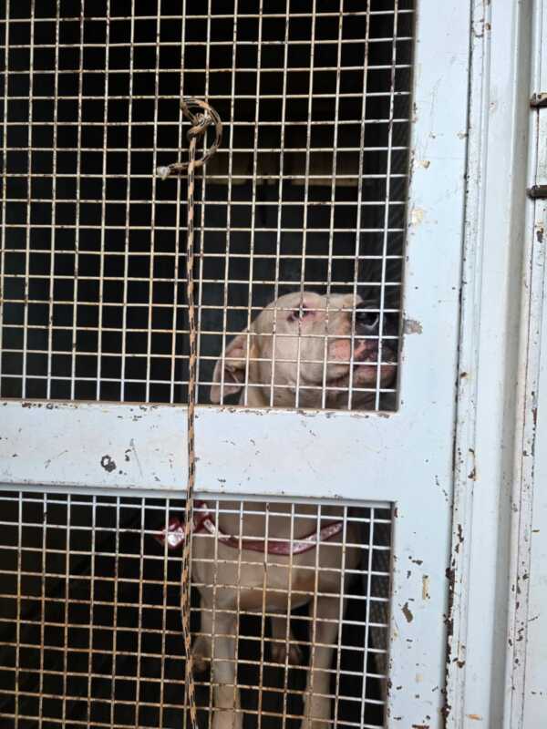 Posadas: la Policía intervino en el caso de los pitbulls denunciados por vecinos y los trasladó al Imusa 1 pitbulls 1