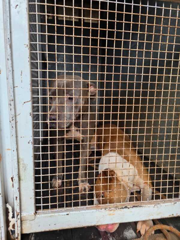 Posadas: la Policía intervino en el caso de los pitbulls denunciados por vecinos y los trasladó al Imusa 2 pitbulls 2