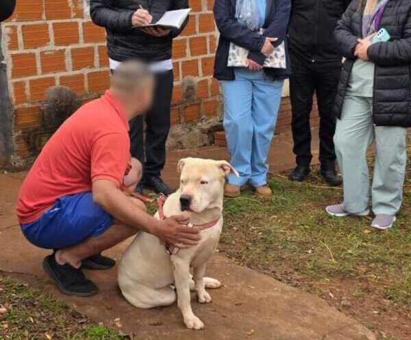pitbulls