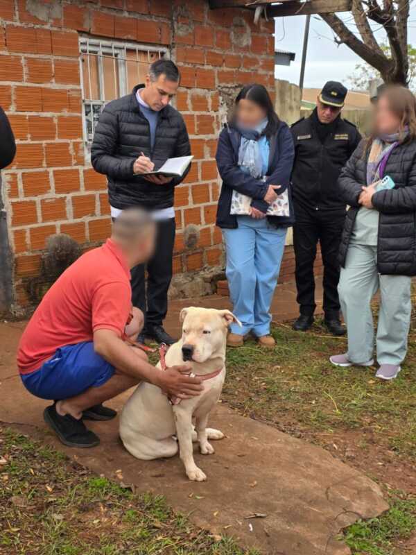 Posadas: la Policía intervino en el caso de los pitbulls denunciados por vecinos y los trasladó al Imusa 5 pitbulls 5