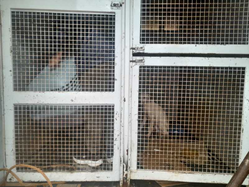 Allanaron una vivienda por una causa de presunto maltrato animal y secuestraron 8 perros y 6 gatos en Posadas 1 maltrato animal 1