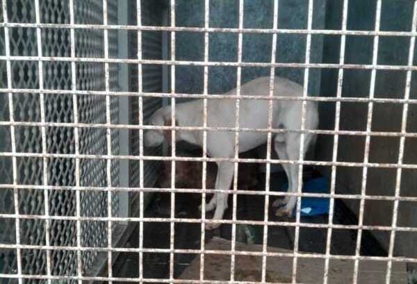 maltrato animal (2)