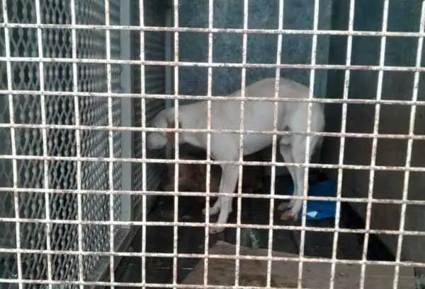 Allanaron una vivienda por una causa de presunto maltrato animal y secuestraron 8 perros y 6 gatos en Posadas