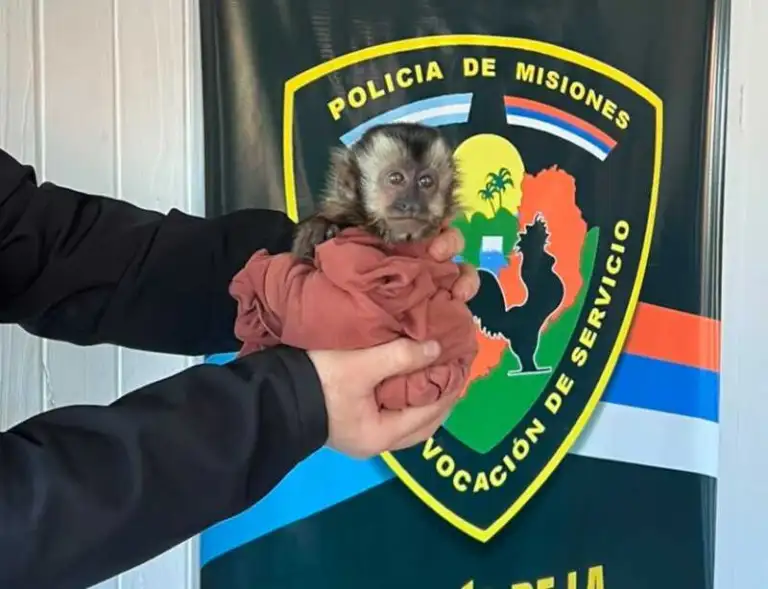 mono rescatado