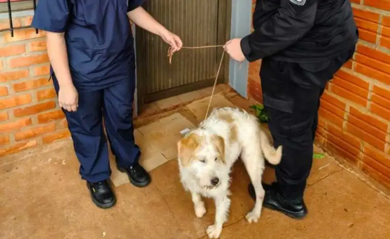 Detuvieron al dueño de Simba, el cachorro que fue rescatado tras sufrir maltrato en Oberá